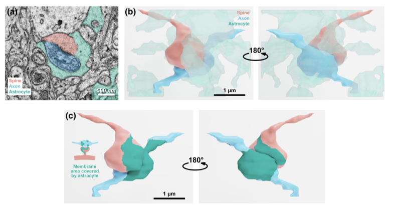 Thomas et al. 2024