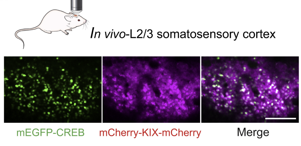 Laviv et al. 2019