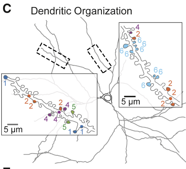 Scholl et al. 2017