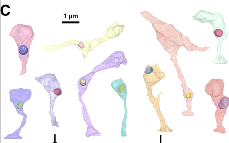 Thomas et al. 2023