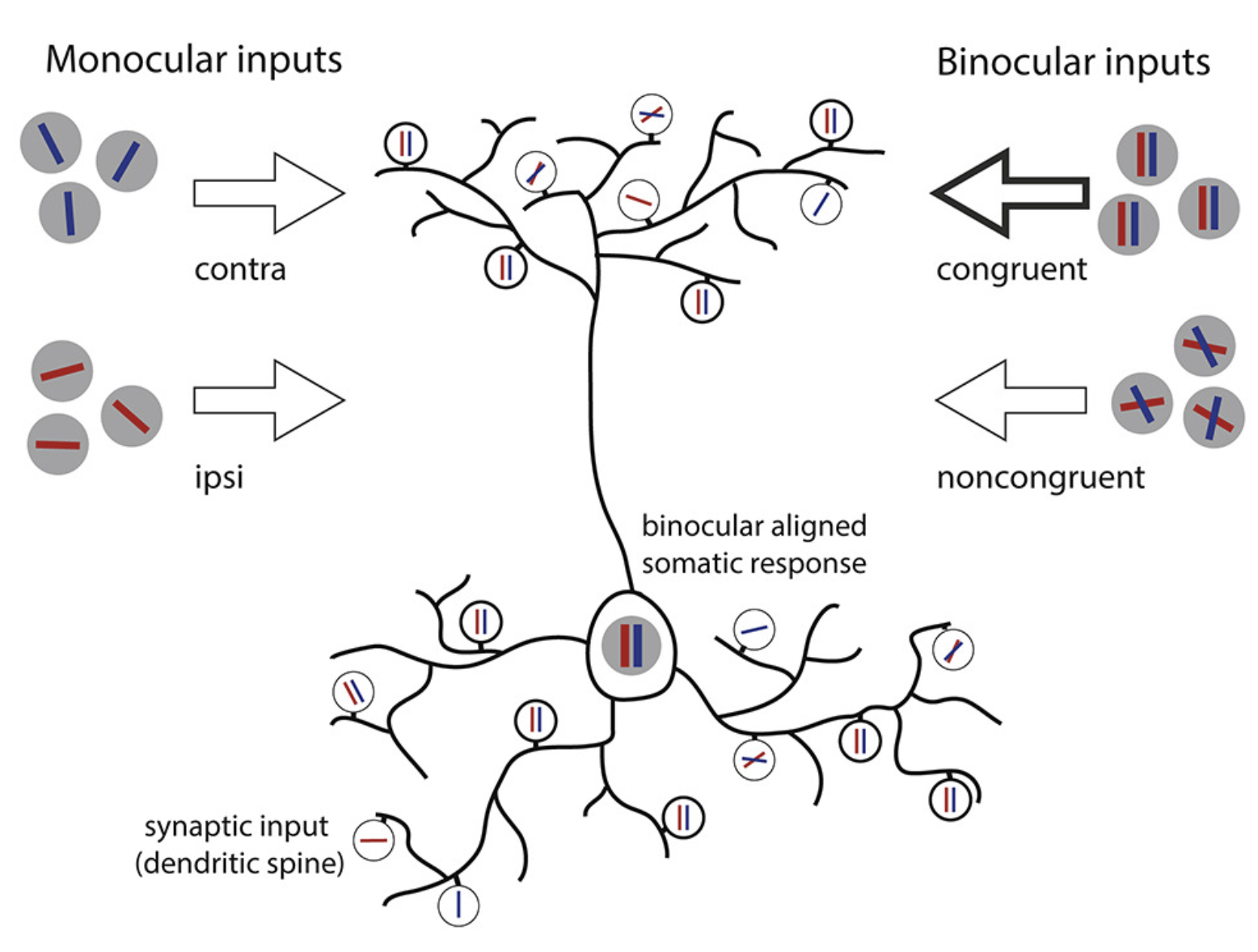 Scholl et al. 2022
